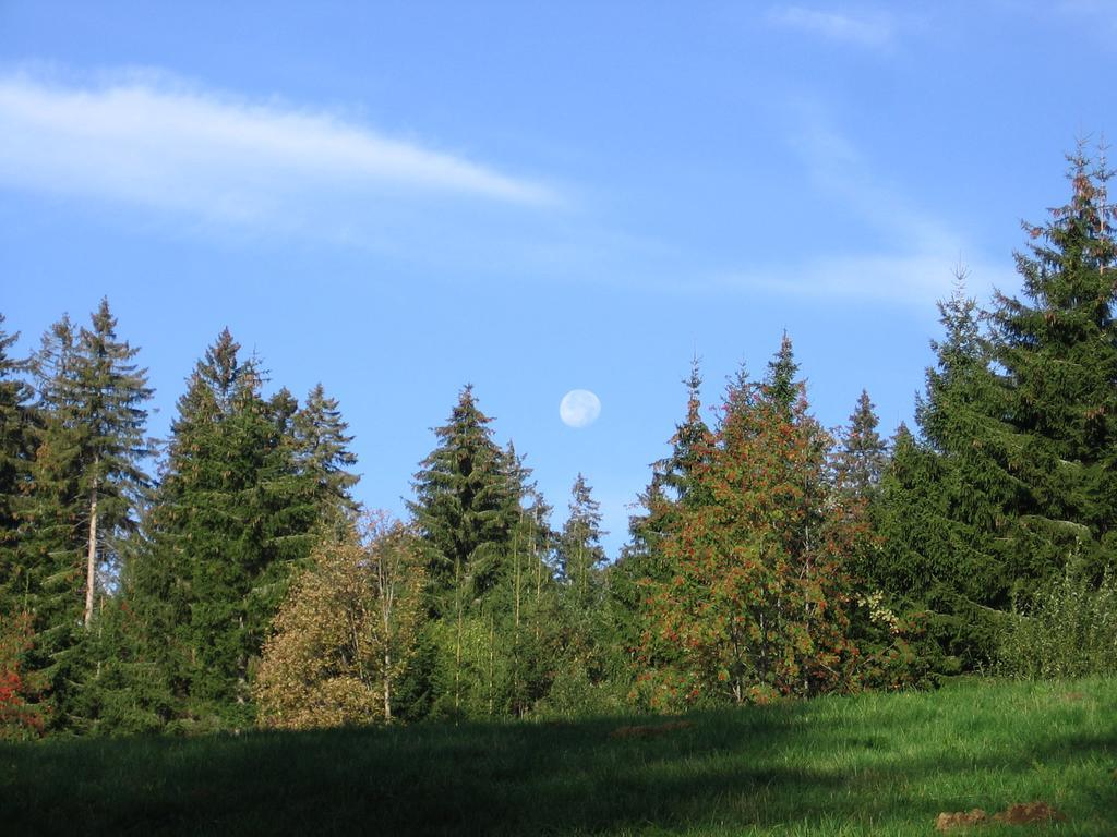 Schwarzwald-Chalet Feldberg エクステリア 写真